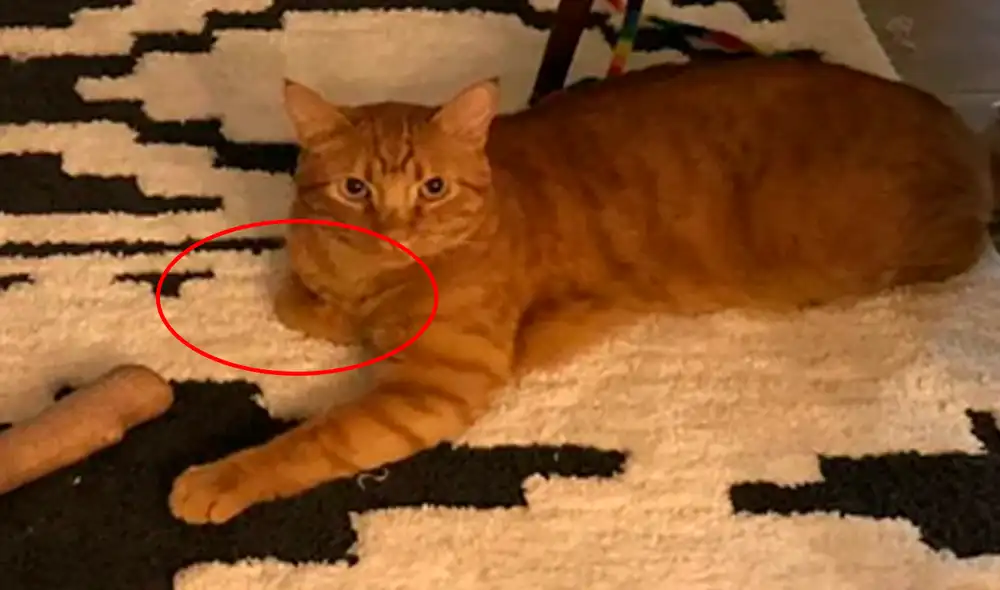 Facebook - gato