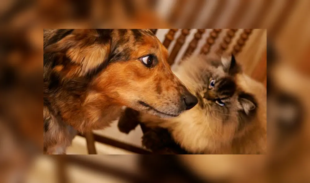 Desliza para ver todas las imágenes de Facebook. Foto: merlinragdoll