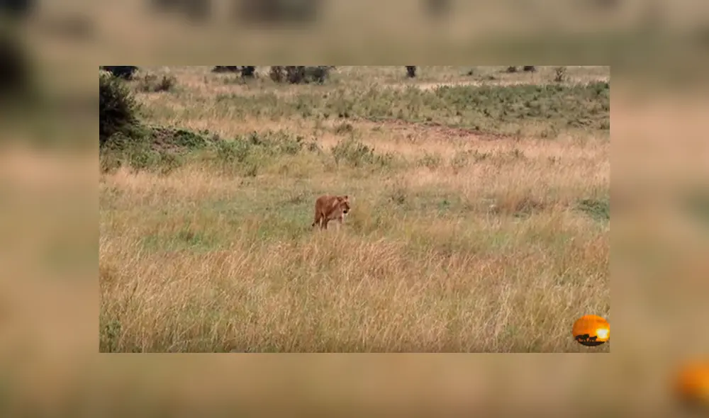 Desliza hacia la izquierda para ver el momento en que la leona ataca  gacela, escena que es viral en YouTube.