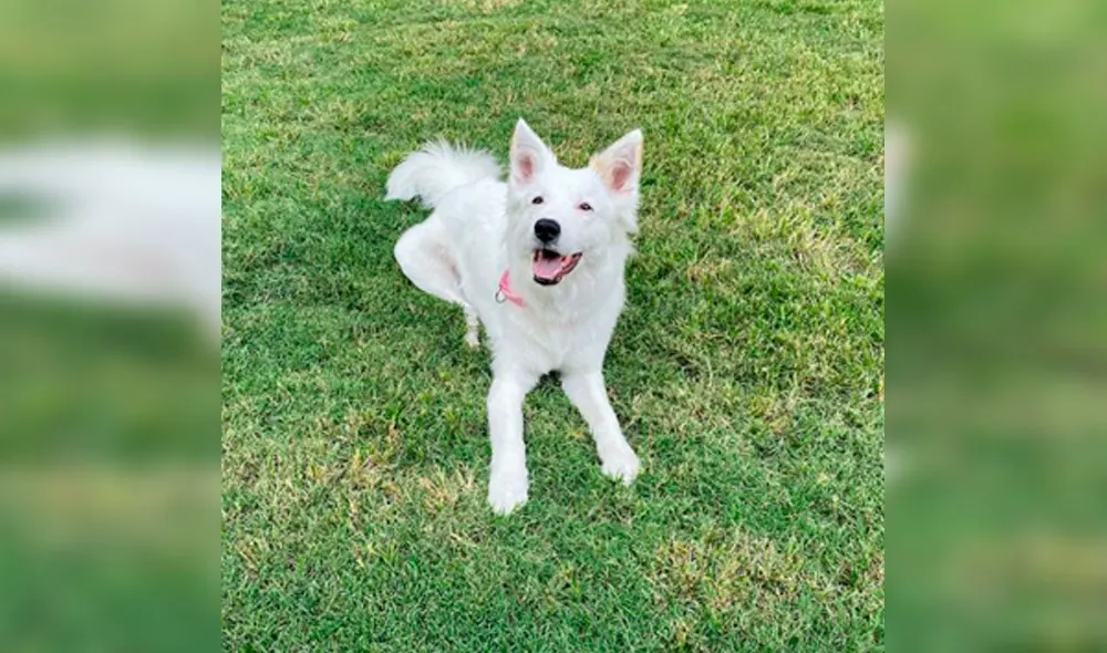 Desliza las imágenes hacia la izquierda para conocer la conmovedora historia de una perrita llamada Gardenia. Foto: The Dodo/ Referencial