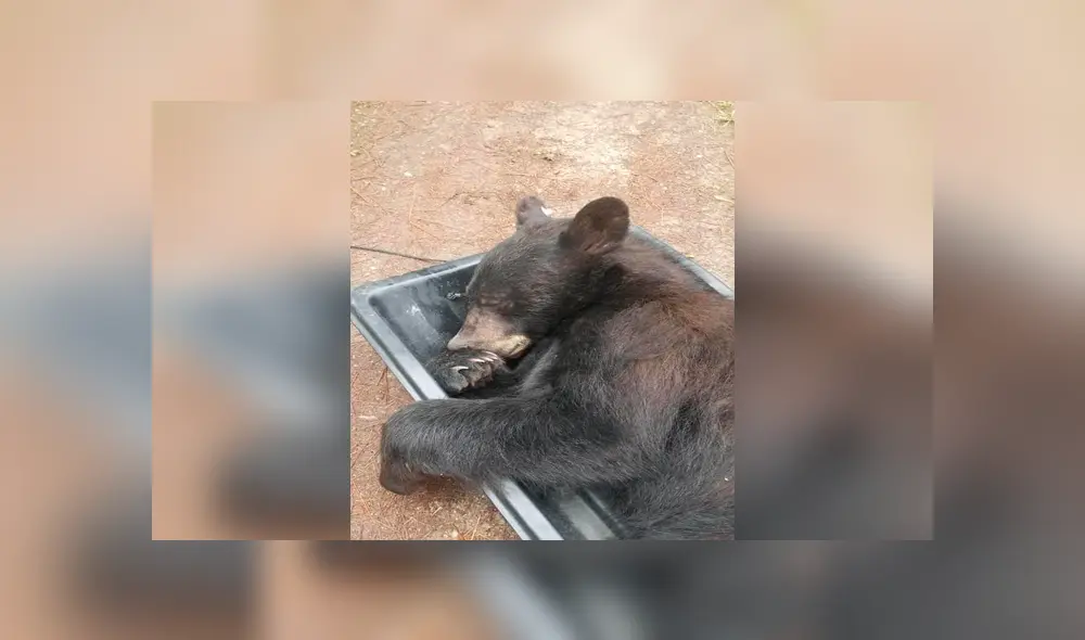 Un hombre llegó a su casa y se topó cara a cara con un peligroso animal que lo dejó impactado. Un hombre llegó a su casa y se topó cara a cara con un peligroso animal que lo dejó impactado.