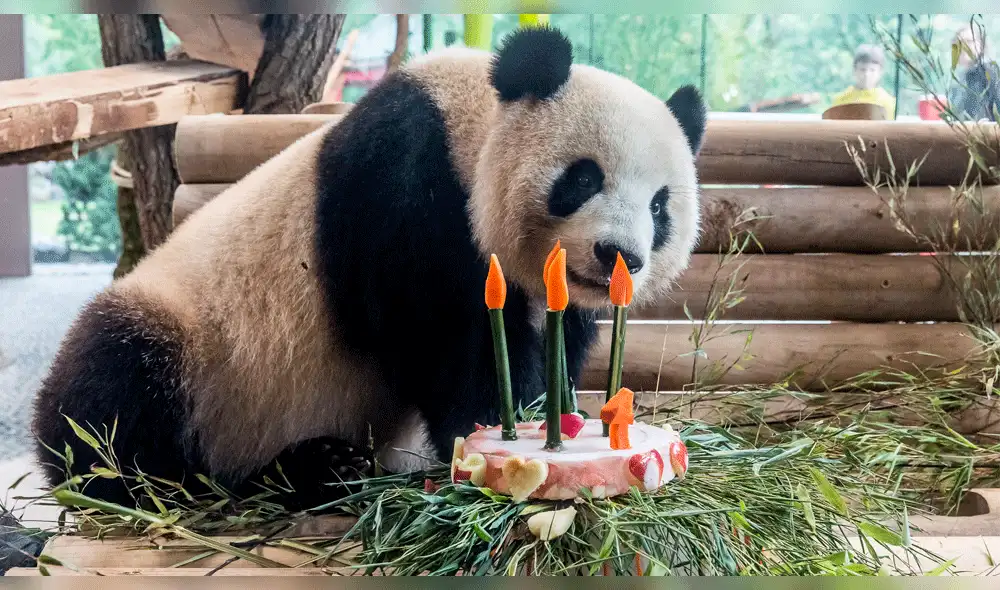 Primer oso panda alemán nacería en zoológico de Berlín 