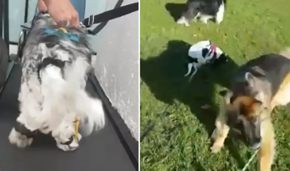 Desliza las imágenes para ver más detalles sobre esta conmovedora historia de recuperación de un perrito. Foto: captura de YouTube