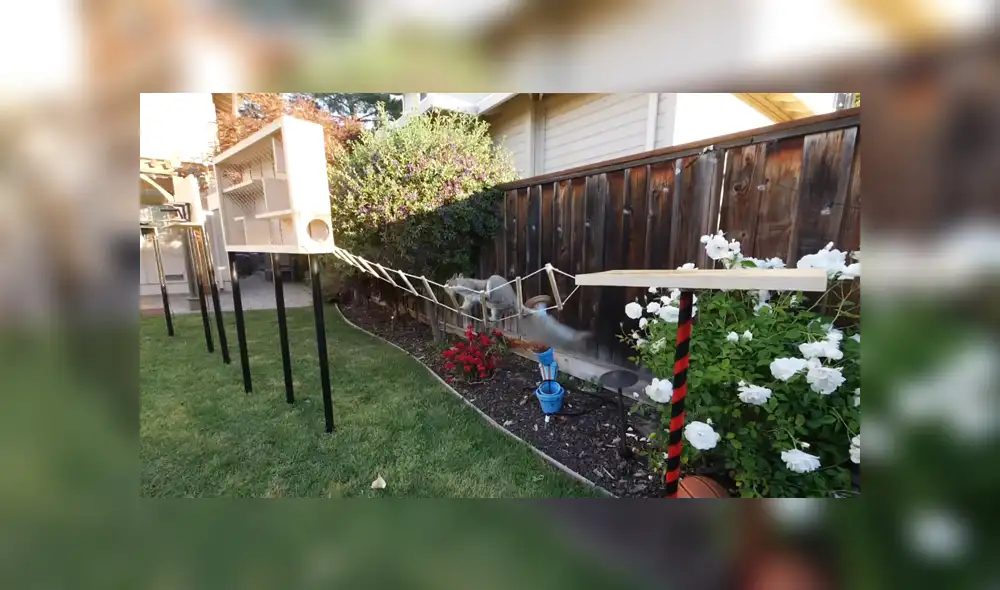 En YouTube se hizo viral el increíble circuito que construyó un joven para que las ardillas dejen de robar comida. En YouTube se hizo viral el increíble circuito que construyó un joven para que las ardillas dejen de robar comida.