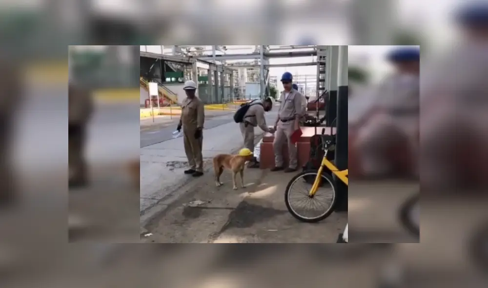 Desliza las imágenes para conocer la noble acción de unos ingenieros al integrar en su equipo a un perro. Fotocaptura: Facebook.