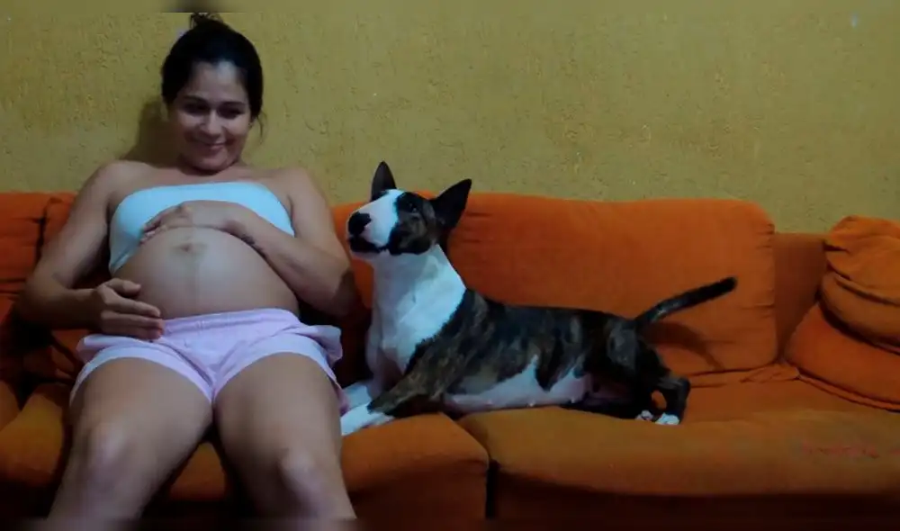 Facebook: Bull terrier protege a su dueña embarazada y video emociona a todos