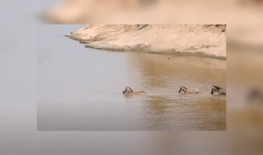 Desliza las imágenes hacia la izquierda para conocer el trágico final que tuvo una cebra al toparse con un feroz reptil. Foto: Caters Clips. Desliza las imágenes hacia la izquierda para conocer el trágico final que tuvo una cebra al toparse con un feroz reptil. Foto: Caters Clips.