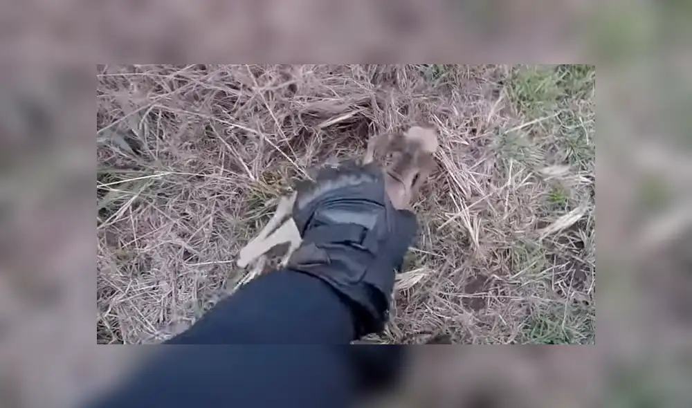 En YouTube, un motociclista recorría la carretera y encontró un canguro bebé que cayó de la bolsa de su mamá. En YouTube, un motociclista recorría la carretera y encontró un canguro bebé que cayó de la bolsa de su mamá.