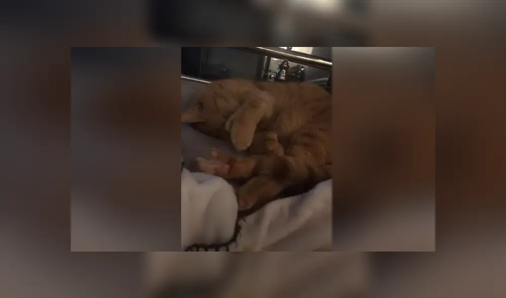 Desliza hacia la izquierda para ver las imágenes del viral de YouTube. Foto: Captura. Desliza hacia la izquierda para ver las imágenes del viral de YouTube. Foto: Captura.