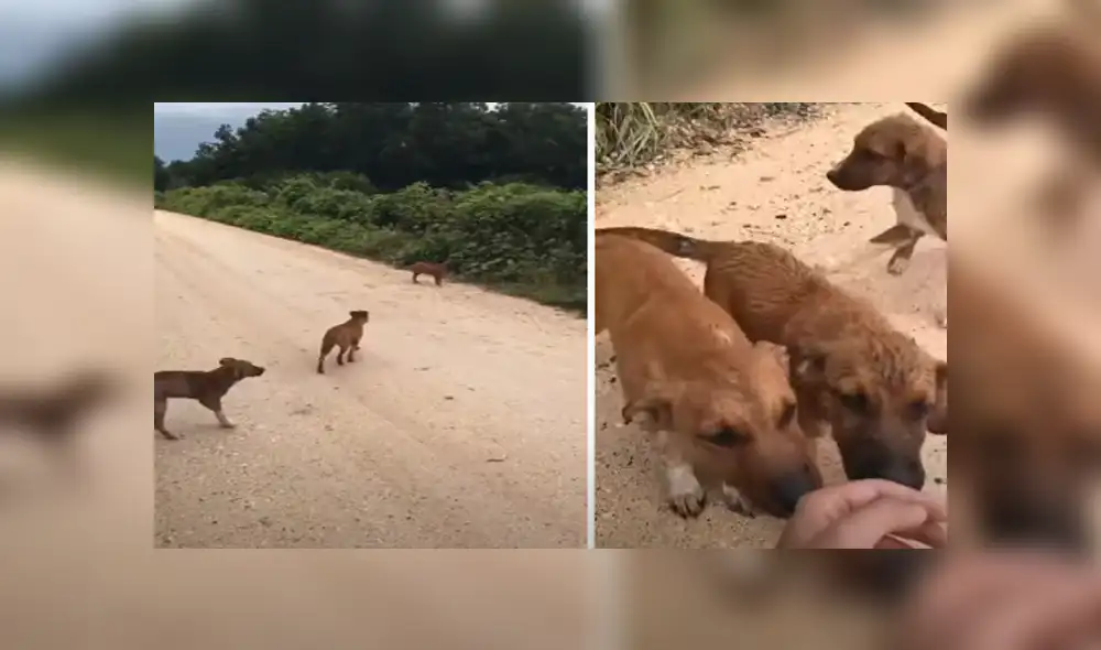 Desliza hacia la izquierda para ver las imágenes del viral de Facebook. Foto: Captura.