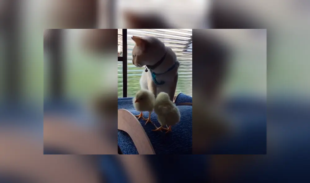 Desliza las imágenes hacia la izquierda para apreciar la inesperada escena entre un gato junto a unos pequeños pollos. Desliza las imágenes hacia la izquierda para apreciar la inesperada escena entre un gato junto a unos pequeños pollos.