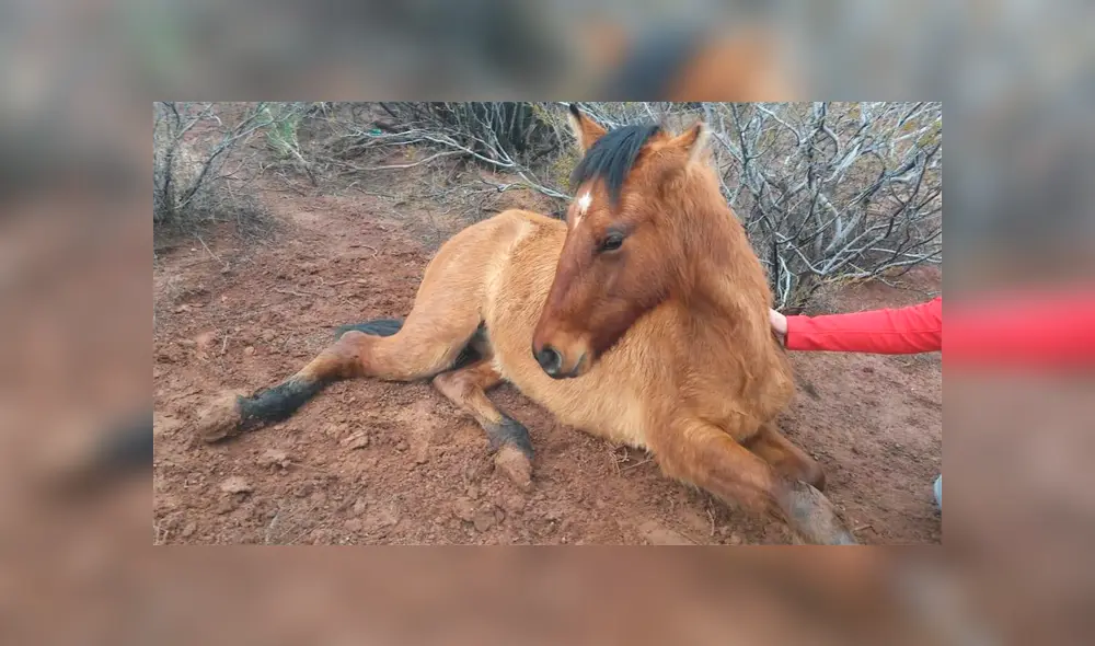 Personal de la Municipalidad de Plottier y veterinarios rescataron a la potranca denominada “Milagros”. (Foto: LM Neuquén) Personal de la Municipalidad de Plottier y veterinarios rescataron a la potranca denominada “Milagros”. (Foto: LM Neuquén)
