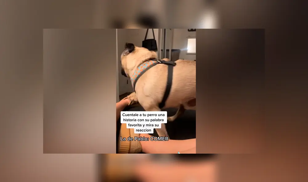 Desliza las imágenes para ver la curiosa reacción de este perrito pug al escuchar la palabra ‘comida’. Foto: Jess Vargas/TikTok
