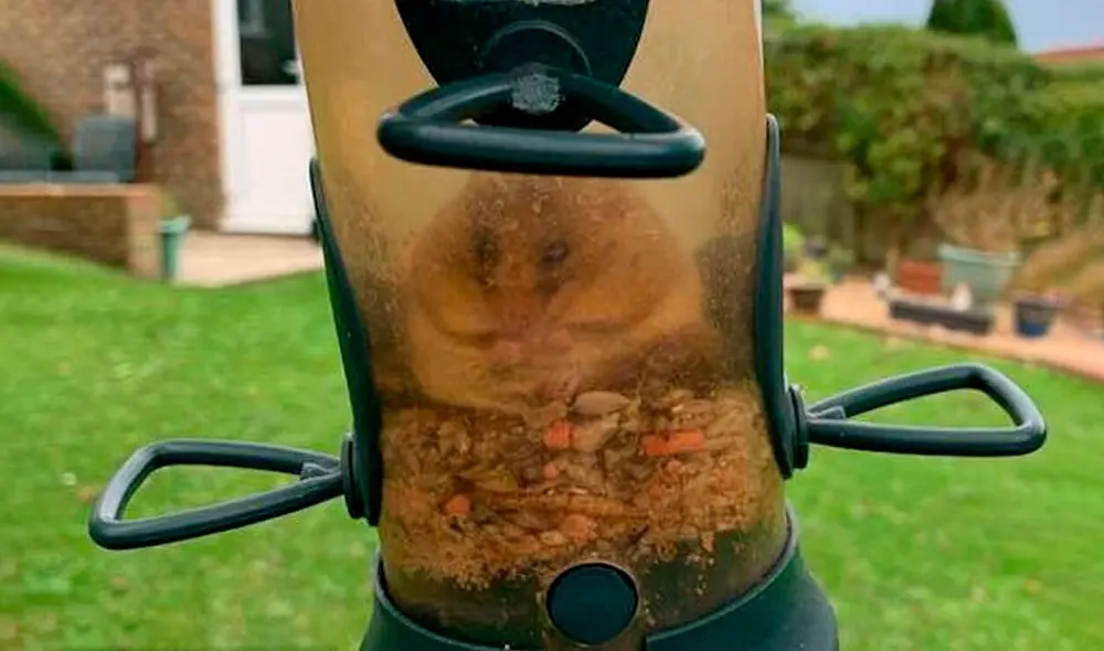 Desliza las imágenes para ver al lirón dentro del comedero de pájaros tras entrar para robar un poco de alimento. Foto: Facebook