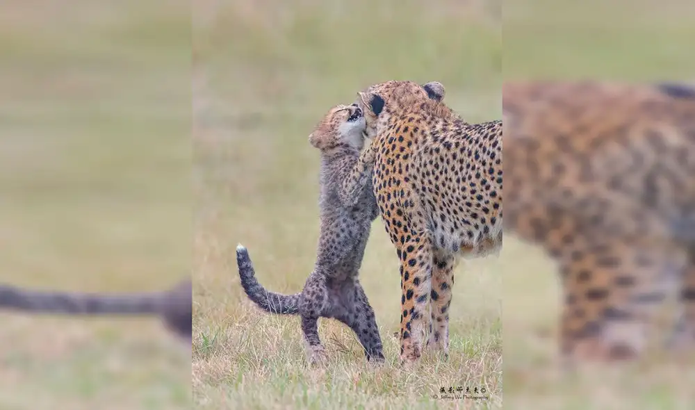 Desliza las imágenes hacia la izquierda para conocer el trabajo de un fotógrafo al registrar la vida de animales salvajes. Fotos: Jeffery Wu. Desliza las imágenes hacia la izquierda para conocer el trabajo de un fotógrafo al registrar la vida de animales salvajes. Fotos: Jeffery Wu.