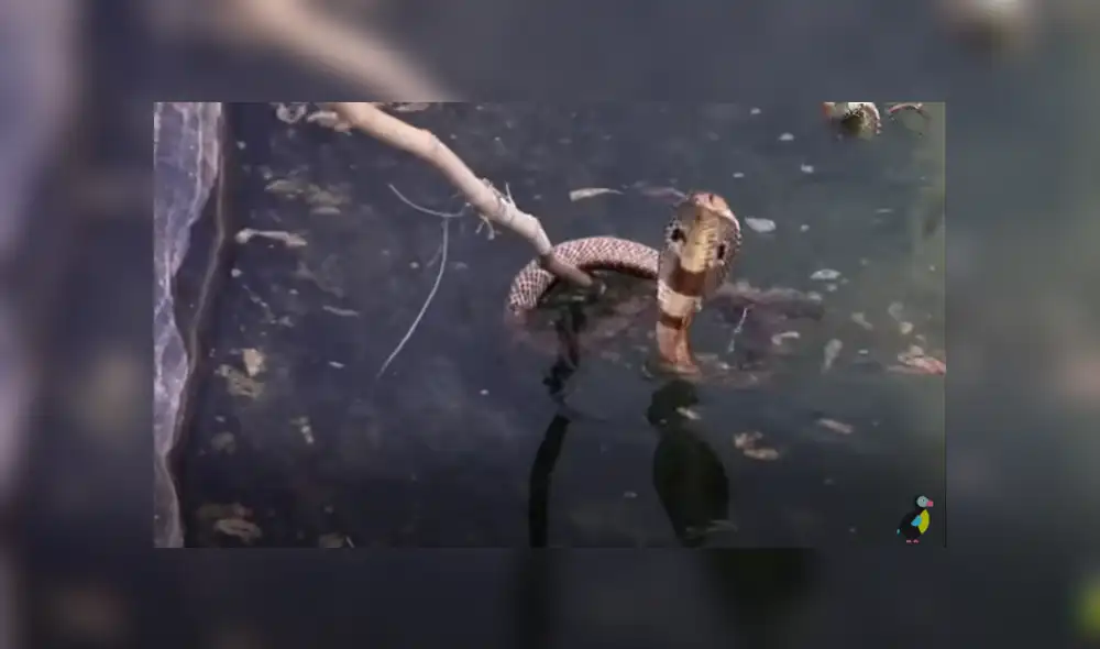 Desliza hacia la izquierda para ver las imágenes del viral de Facebook. Desliza hacia la izquierda para ver las imágenes del viral de Facebook.