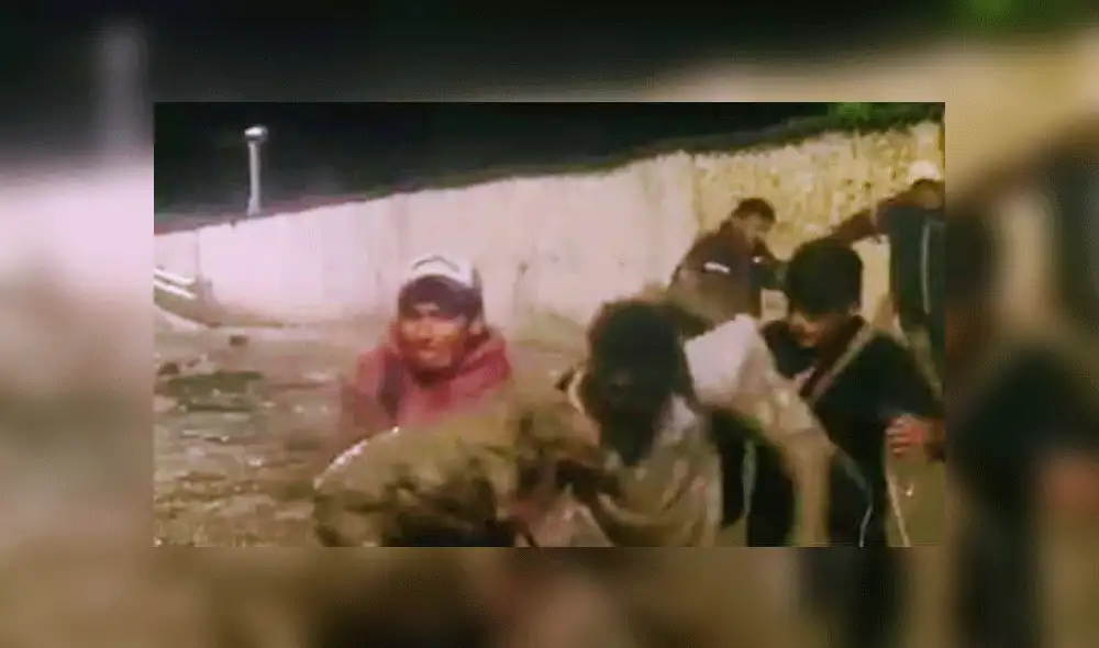 Tacna: Bomberos rescatan a un perro en medio de los escombros del huaico