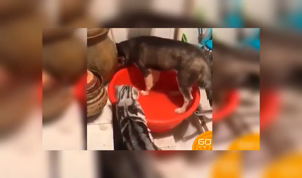 En Facebook, un perro fue captado en el momento que realizaba una travesura y obtuvo el ‘regaño’ de una gata’. En Facebook, un perro fue captado en el momento que realizaba una travesura y obtuvo el ‘regaño’ de una gata’.