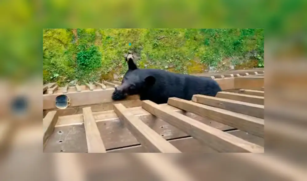 Un hombre quedó completamente aterrado al ver que un espeluznante animal había trepado hasta su casa.