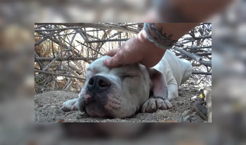 Perro que vive en la calle recibe caricias luego de mucho tiempo y su reacción sorprende en redes [VIDEO]