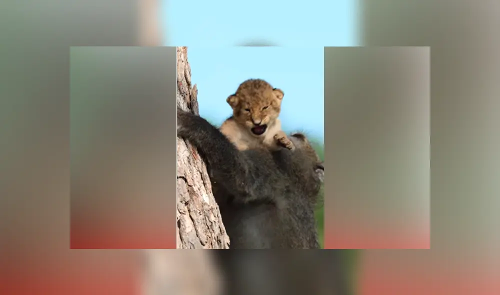 Desliza hacia la izquierda para ver la épica escena de un babuino cargando a un león. Viral en YouTube. Desliza hacia la izquierda para ver la épica escena de un babuino cargando a un león. Viral en YouTube.