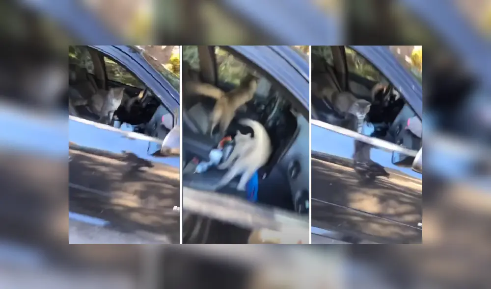 Desliza las imágenes para ver más detalles de este divertida escena que es viral en YouTube.