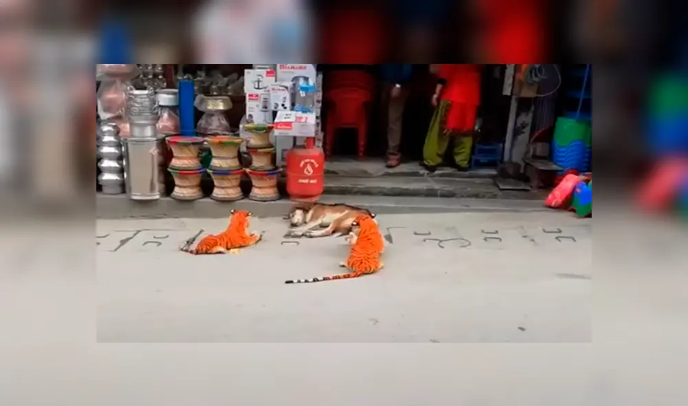 Desliza las imágenes hacia la izquierda para observar la reacción de un perro tras ser víctima de una pesada broma.