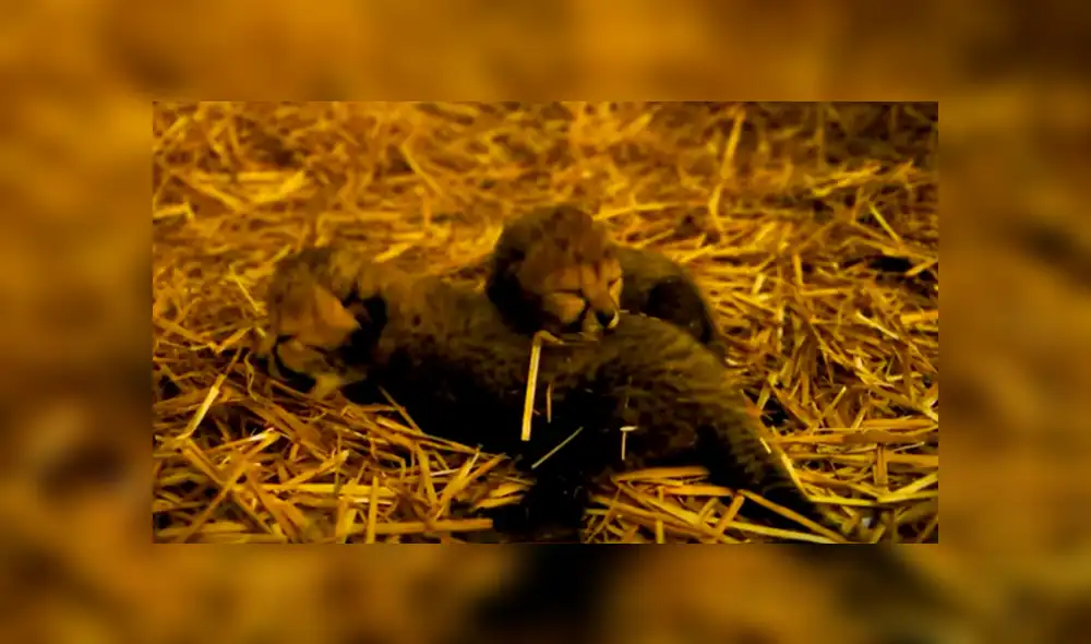 Desliza para ver las fotos compartidas en YouTube. Foto: captura.