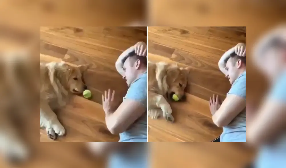 A través de Facebook se ha vuelto viral la curiosa reacción de un soñoliento perro al ver que su dueño quería jugar con él.