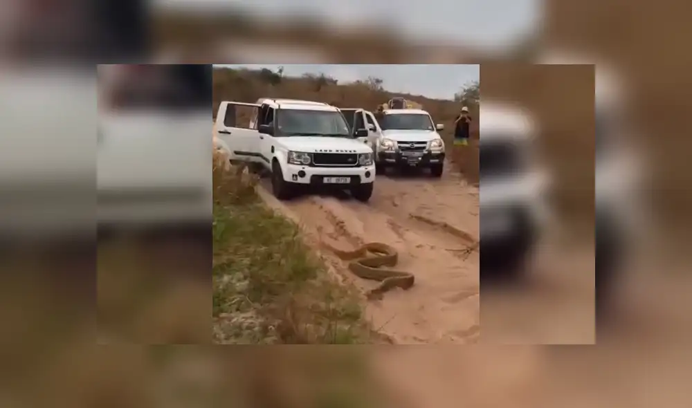 La serpiente salió de su escondite y 'atacó' a los turistas. Foto: captura La serpiente salió de su escondite y 'atacó' a los turistas. Foto: captura