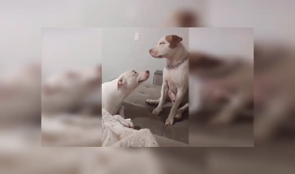Desliza las imágenes hacia la izquierda para apreciar la amorosa escena que protagonizaron una pareja de perros. Foto: Captura.