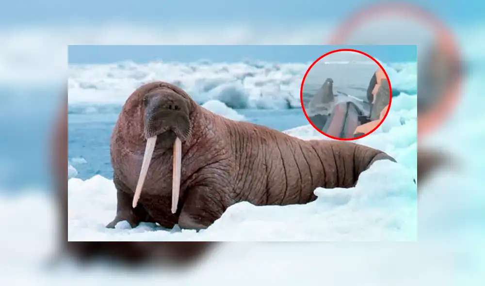 La morsa tuvo una inesperada reacción al ver a los hombres en su territorio. Foto: captura La morsa tuvo una inesperada reacción al ver a los hombres en su territorio. Foto: captura