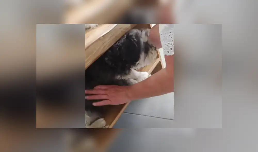 A través de YouTube se hizo viral el curioso comportamiento de un perro al darse cuenta que quieren bañarlo. A través de YouTube se hizo viral el curioso comportamiento de un perro al darse cuenta que quieren bañarlo.