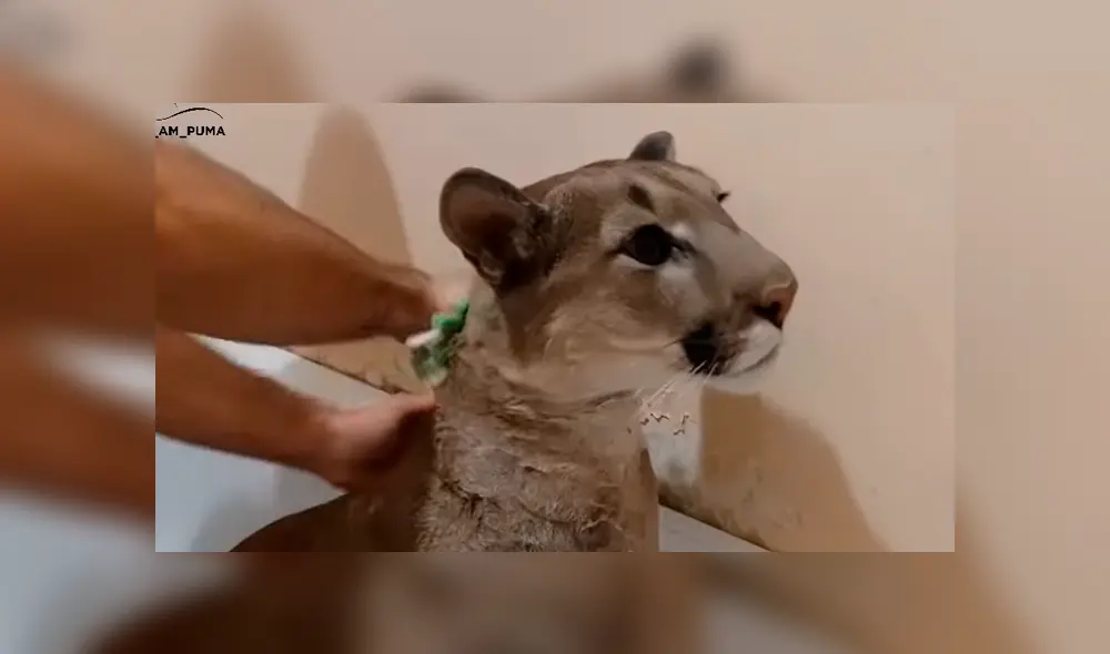 Chico baña a puma salvaje y la insólita reacción del depredador sorprende a miles [VIDEO] 