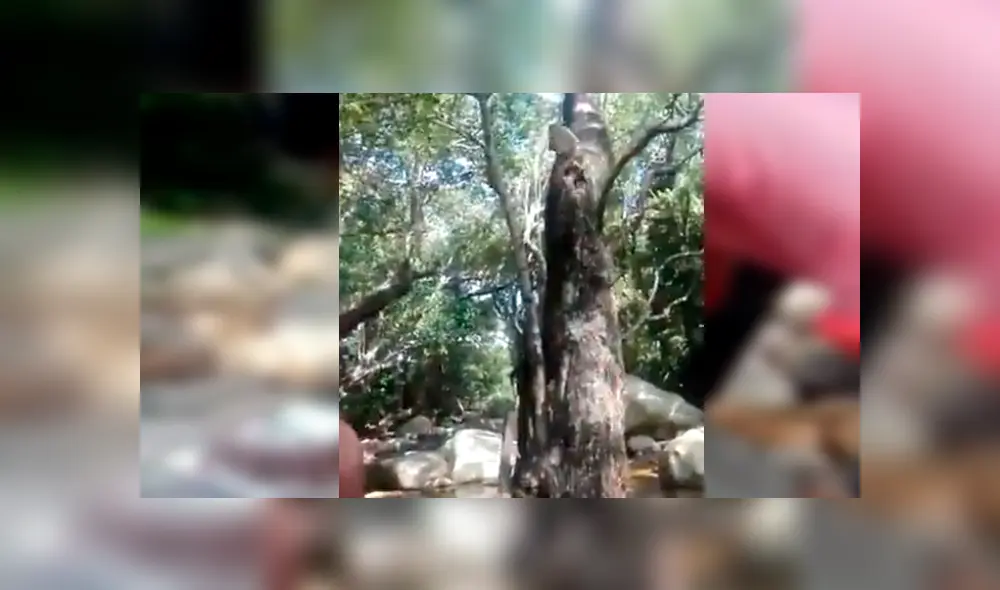 Familiares del joven lo sorprendieron con una torta de cumpleaños, sin imaginar que un travieso mono arruinaría el emotivo momento. El video es viral en Facebook Familiares del joven lo sorprendieron con una torta de cumpleaños, sin imaginar que un travieso mono arruinaría el emotivo momento. El video es viral en Facebook