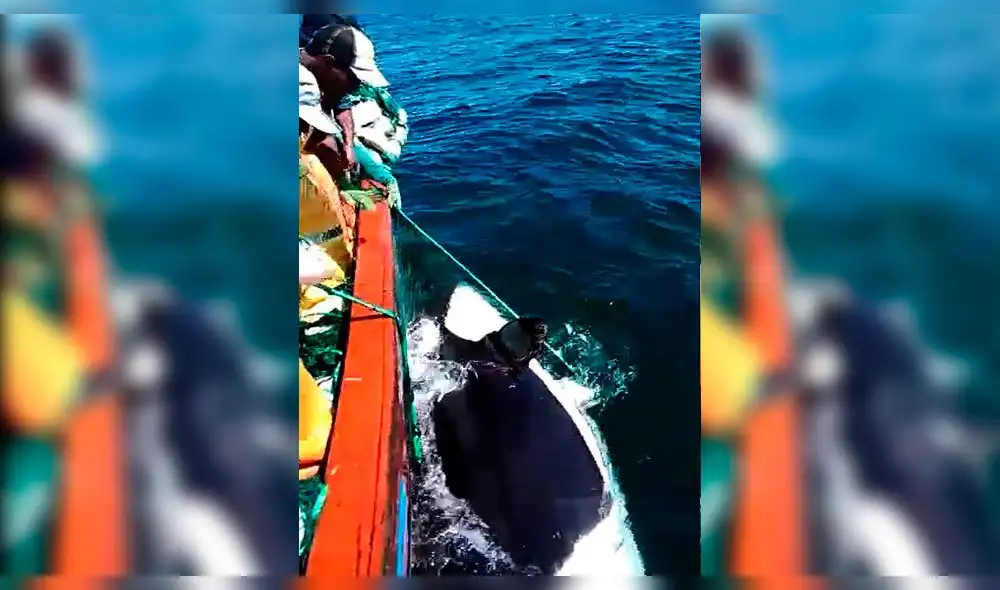 Áncash: pescadores rescatan la cría de orca [VIDEO]