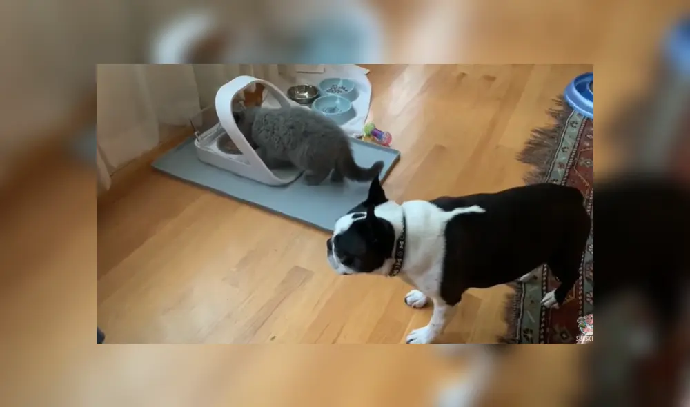 El resignado perro tuvo que irse sin poder probar un poco de la comida del gato. Desliza hacia la izquierda para ver más imágenes de la escena. El resignado perro tuvo que irse sin poder probar un poco de la comida del gato. Desliza hacia la izquierda para ver más imágenes de la escena.
