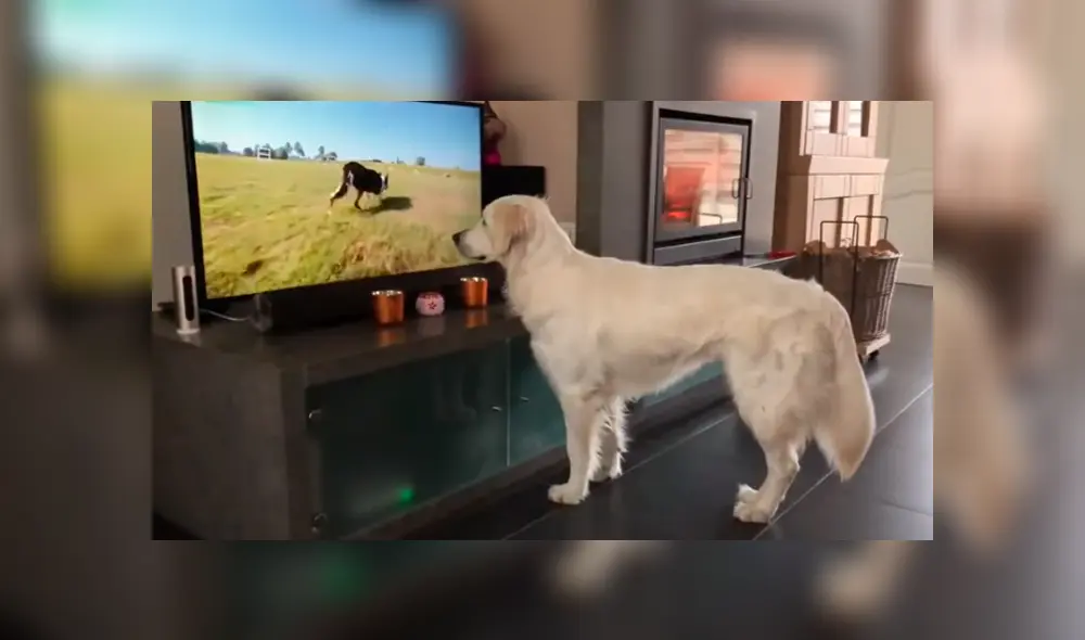 Desliza para ver los momentos más tiernos del video que se hizo viral en YouTube. Desliza para ver los momentos más tiernos del video que se hizo viral en YouTube.