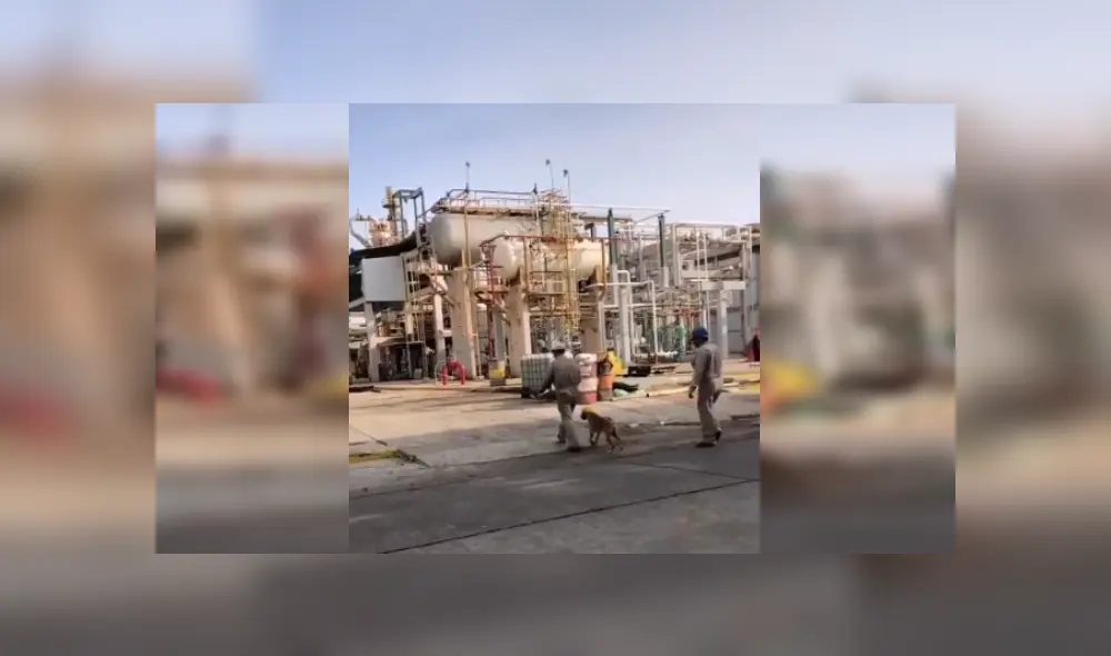 Desliza las imágenes para conocer la noble acción de unos ingenieros al integrar en su equipo a un perro. Fotocaptura: Facebook.