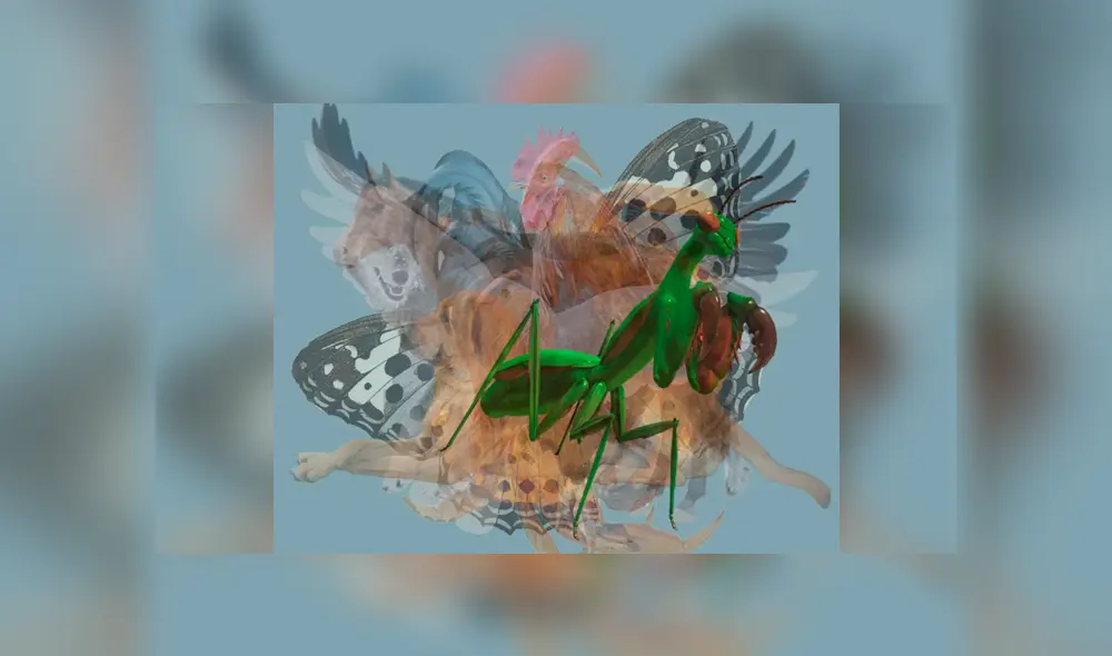 Desliza la imagen de Facebook para verlas todas. Desliza la imagen de Facebook para verlas todas.