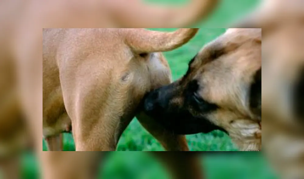 Entérate el motivo por el cual los perros suelen olfatear la cola de otros canes.