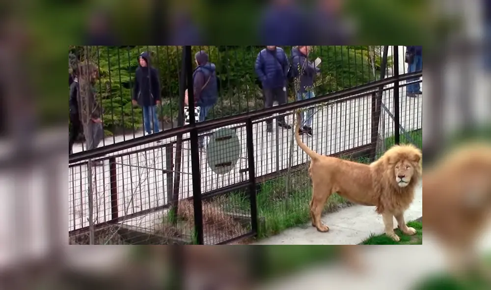 Si quieres ver lo que hizo un feroz león cuando notó que una turista lo fotografiaba, desliza cada imagen viral de YouTube hacia la izquierda. Si quieres ver lo que hizo un feroz león cuando notó que una turista lo fotografiaba, desliza cada imagen viral de YouTube hacia la izquierda.