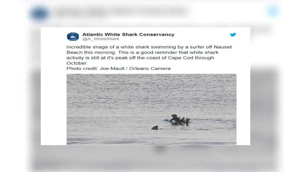 Gigantesco tiburón acecha a descuidado surfista y el desenlace sorprende en redes [FOTOS]