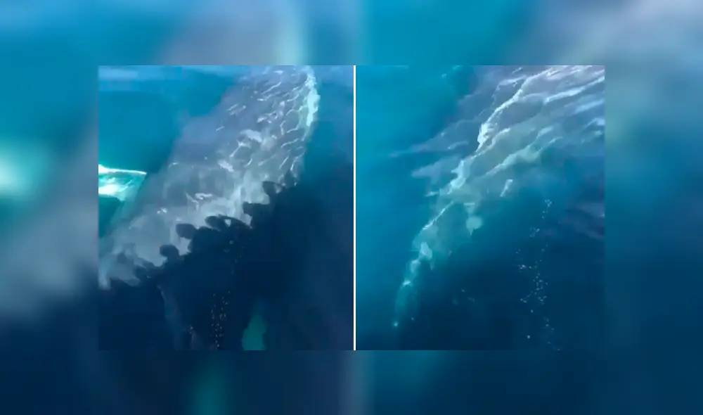 Turistas quedan en shock al escuchar el misterioso canto de enorme ballena que emergió del mar. Turistas quedan en shock al escuchar el misterioso canto de enorme ballena que emergió del mar.