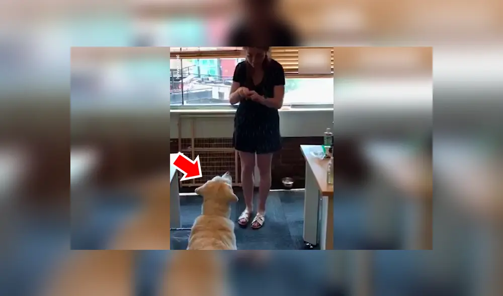 Facebook viral: chica sorda usa lenguaje de señas para entrenar a su perro y final sorprende [VIDEO] 