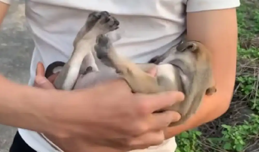 El hombre encontró al perro encadenado a un árbol en un terreno abandonado. Foto: YouTube/Captura/Animal SafeGuard