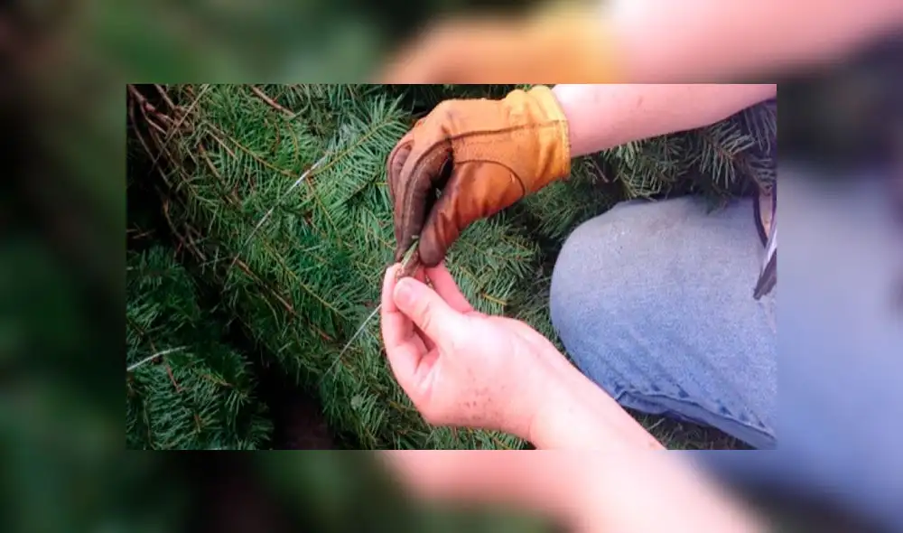 Las autoridades mexicanas han alertado sobre esta plaga ante la inminente celebración con motivo de la Navidad. Foto: difusión