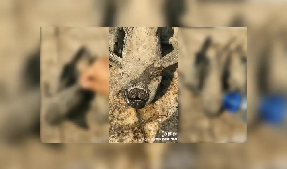 Desliza para ver los detalles del video viral publicado en Facebook. Foto: Captura.