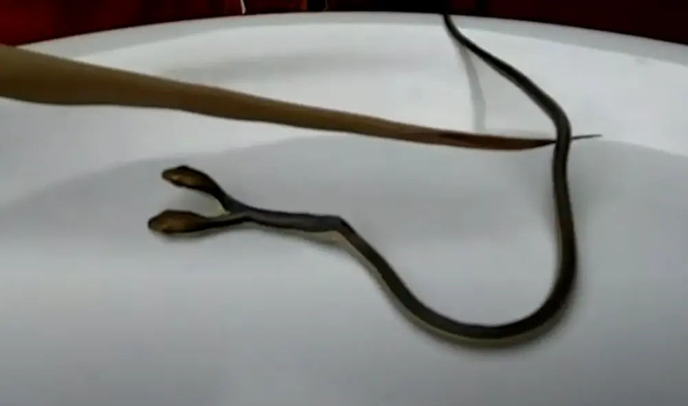Desliza hacia la izquierda para ver las imágenes del video viral. Foto: captura de YouTube.