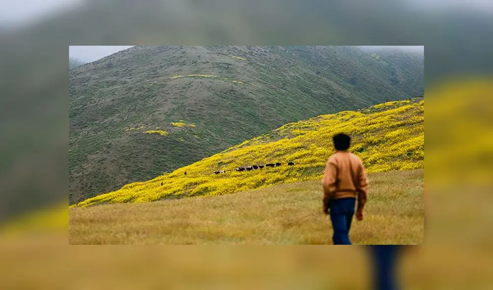 Una de las zonas escogidas es Lomas Cachendo en la provincia de Islay.